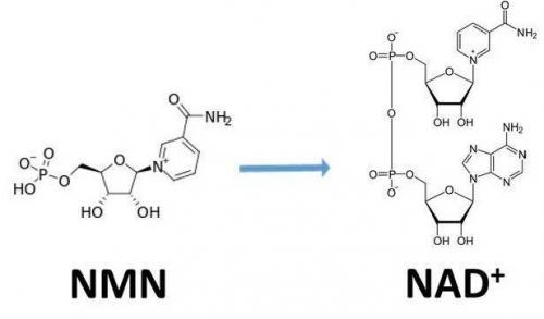 從生物學(xué)角度看NMN:為何能延緩衰老和提高免疫力？