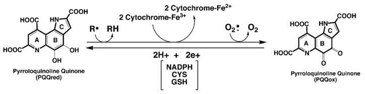 包含圖片、插圖等的外部文件。
對(duì)象名稱為 biomolecules-11-01441-g001.jpg