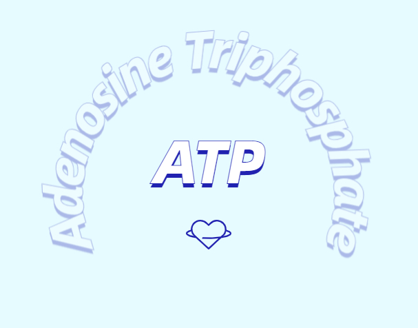 ATP對(duì)運(yùn)動(dòng)的作用：從力量到心臟