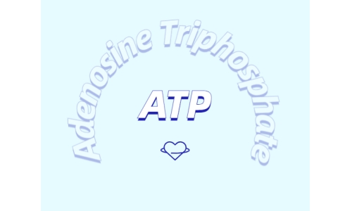 ATP在體育鍛煉中有什么作用？