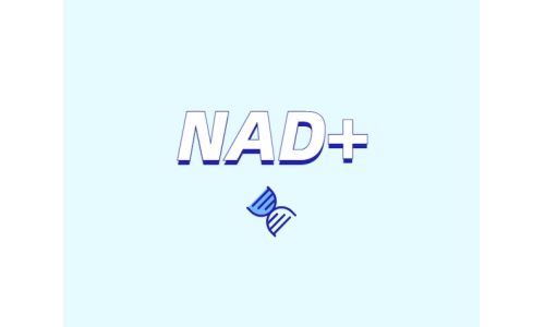 選擇NMN還是NR？