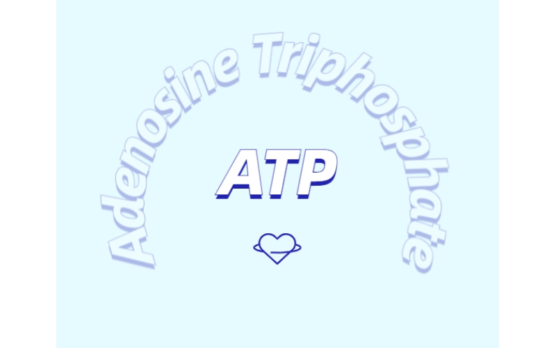 ATP對運動的作用：從力量到心臟